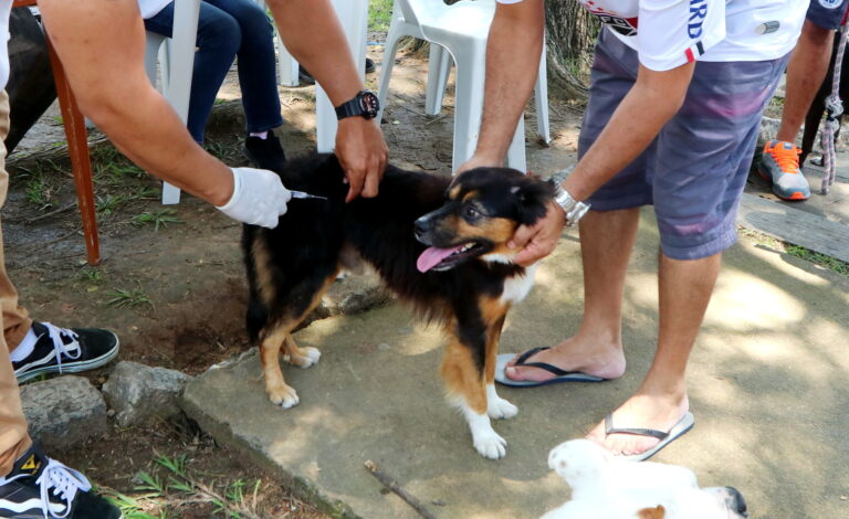 Vacinação Antirrábica gratuita para cães e gatos acontece neste domingo no Parque da Cidade