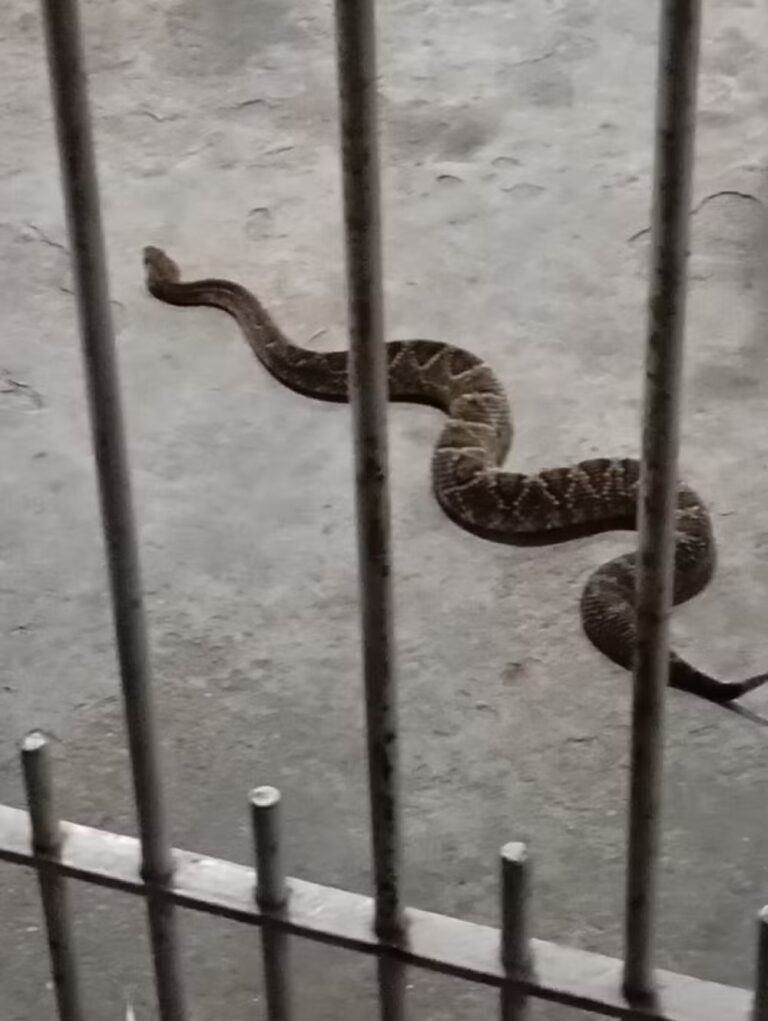Cobra cascavel é encontrada na garagem de residência em Jacareí