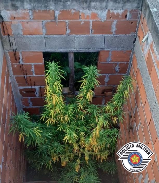 PM descobre plantação de maconha em residência e prende homem por tráfico em Jacareí