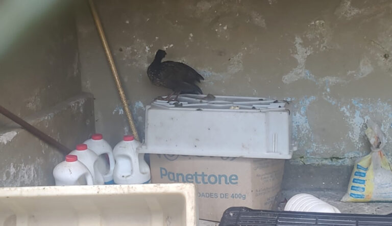GCM resgata filhote de jacutinga no Jardim Colinas em Jacareí